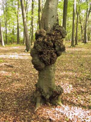 Tree growths are a typical indication of water veins and other types of earth radiation. Photo: http://www.edelsteinschule.de 
